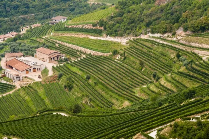 Framed Print : Vineyards of Valpolicella, Sant Ambrogio di Valpolicella, Verona province, Veneto, Italy, Europe Framed Print : Vineyards of Valpolicella, Sant Ambrogio di Valpolicella, Verona province, Veneto, Italy, Europe