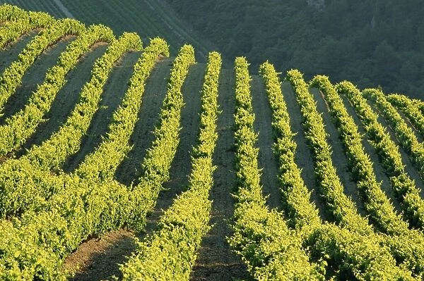 Vineyards, Vignobles de Gigandes, Vaucluse, Provence, France, Europe