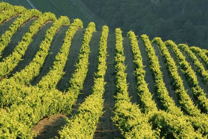 Framed Print : Vineyards, Vignobles de Gigandes, Vaucluse, Provence, France, Europe Framed Print : Vineyards, Vignobles de Gigandes, Vaucluse, Provence, France, Europe