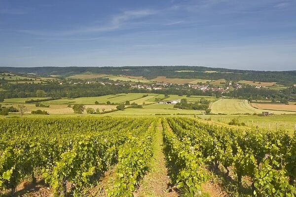 Vineyards above the village of Asquin in the Yonne area of Burgundy, France, Europe