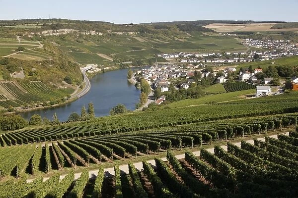 Vineyards and village of Machtum, Mosel Valley, Luxembourg, Europe