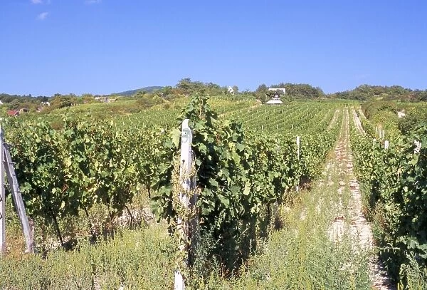 Vineyards in village of Modra