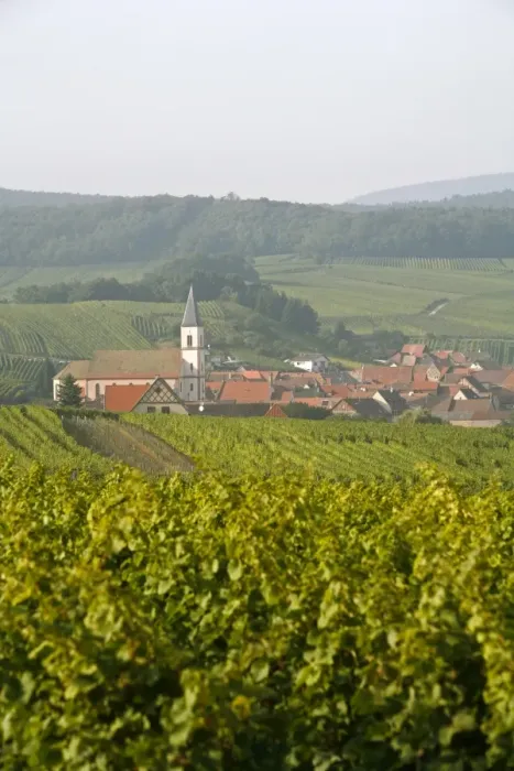 Framed Print : Vineyards and villages along the Wine Route, Alsace, France, Europe Framed Print : Vineyards and villages along the Wine Route, Alsace, France, Europe