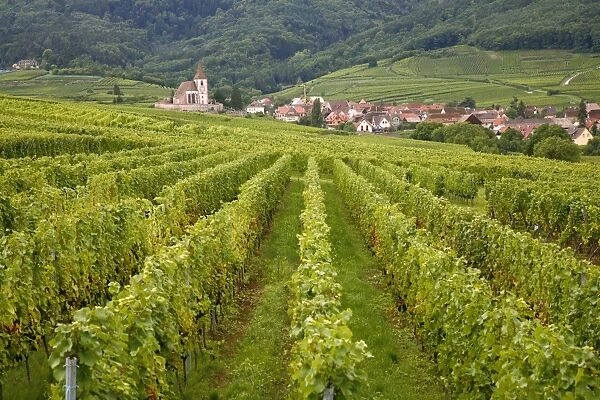 Vineyards and villages along the Wine Route, Alsace, France, Europe