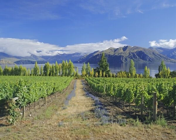 Vineyards at Winery on shores of Lake Wanaka