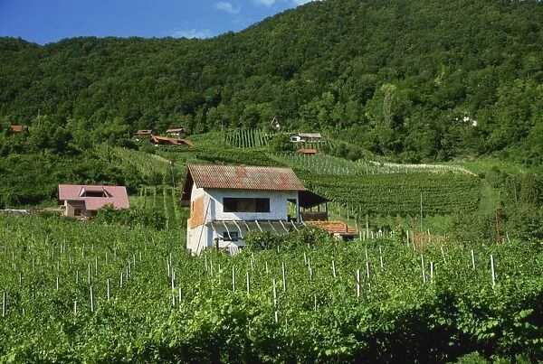 Vineyards, Zagorje region, Croatia, Europe