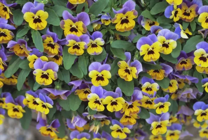 Framed Print : Viola flowers Framed Print : Viola flowers