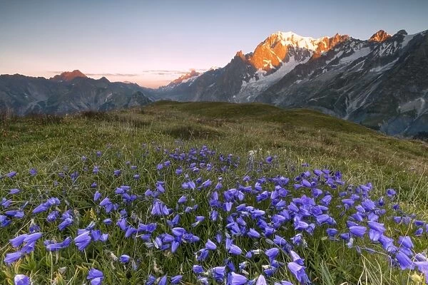 Violet flowers and green meadows frame the Mont Blanc massif at dawn, Graian Alps