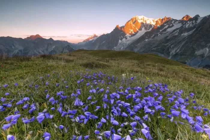 Framed Print : Violet flowers and green meadows frame the Mont Blanc massif at dawn, Graian Alps Framed Print : Violet flowers and green meadows frame the Mont Blanc massif at dawn, Graian Alps