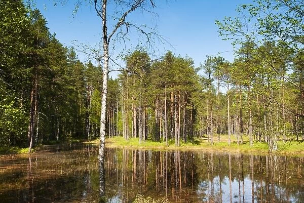 Viru Bog (Viru Raba) peat swamp, Lahemaa National Park, Harjumaa, Laane-Virumaa, Estonia, Baltic States, Europe