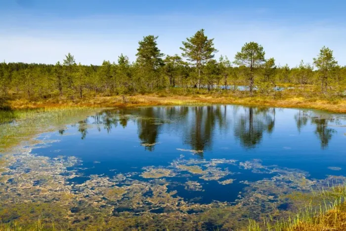 Framed Print : Viru Bog (Viru Raba) peat swamp, Lahemaa National Park, Harjumaa, Laane-Virumaa, Estonia, Baltic States, Europe Framed Print : Viru Bog (Viru Raba) peat swamp, Lahemaa National Park, Harjumaa, Laane-Virumaa, Estonia, Baltic States, Europe