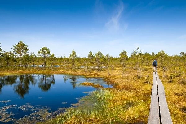 Viru Bog (Viru Raba) peat swamp, Lahemaa National Park, Harjumaa, Laane-Virumaa, Estonia, Baltic States, Europe