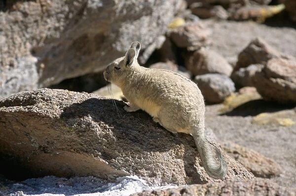 Viscacha, Uyuni, Bolivia, South America