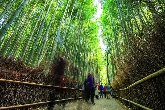 Framed Print : Visitors strolling along the iconic path of Arashiyama Bamboo Grove, Kyoto, Honshu, Japan