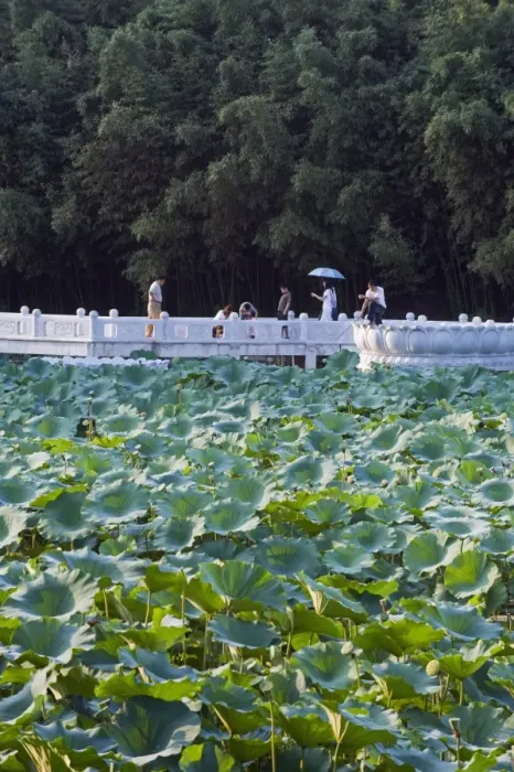 Framed Print : Visitors walking across a lake of lily pads at Zizhuyuan Black Bamboo Park Framed Print : Visitors walking across a lake of lily pads at Zizhuyuan Black Bamboo Park