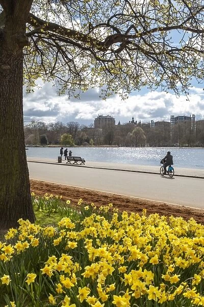 Visitors walking along the Serpentine with daffodils in the foreground, Hyde Park, London, England, United Kingdom, Europe