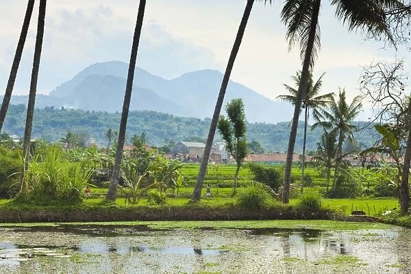 Volcanic cones, palm trees and lake in rural area near Kampung Pulo, Kecamatan Leles, Garut, West Java, Java, Indonesia, Southeast Asia, Asia