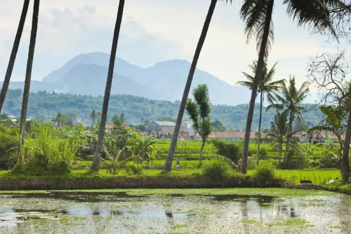 Framed Print : Volcanic cones, palm trees and lake in rural area near Kampung Pulo, Kecamatan Leles, Garut, West Java, Java, Indonesia, Southeast Asia, Asia Framed Print : Volcanic cones, palm trees and lake in rural area near Kampung Pulo, Kecamatan Leles, Garut, West Java, Java, Indonesia, Southeast Asia, Asia