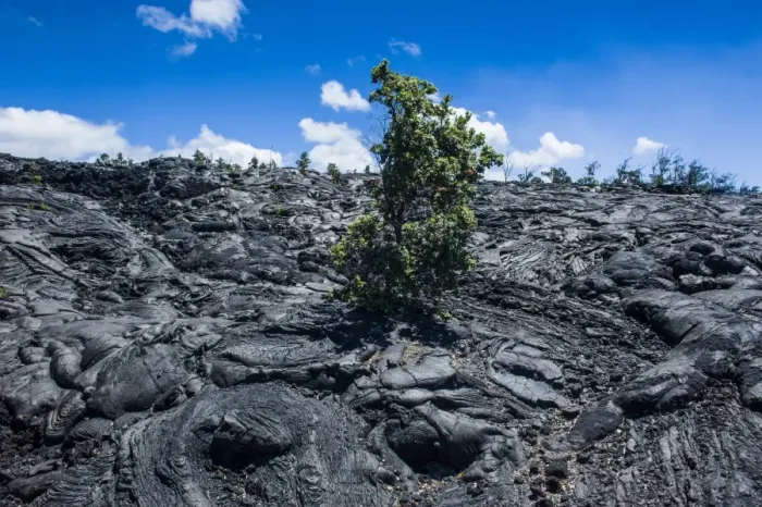 Framed Print : Volcanic lava stream in the Hawaii Volcanoes National Park, UNESCO World Heritage Site, Big Island, Hawaii, United States of America, Pacific Framed Print : Volcanic lava stream in the Hawaii Volcanoes National Park, UNESCO World Heritage Site, Big Island, Hawaii, United States of America, Pacific