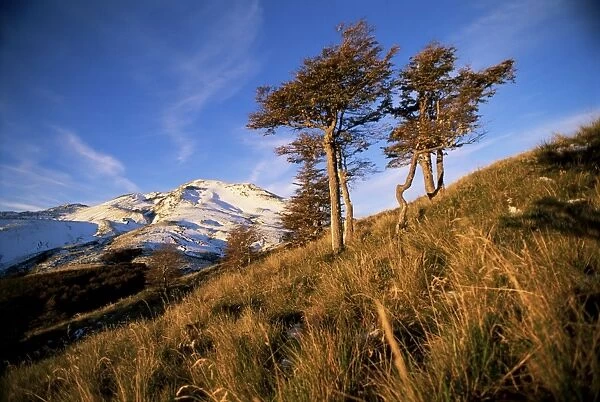 Volcano and wind swept trees, Lake District, Puyehue National Park, southern Chile