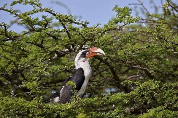Von Der Deckens hornbill (Tockus deckeni), male, Ngorongoro Conservation Area, UNESCO