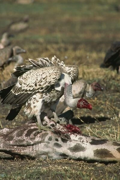 Vulture with head covered in blood from giraffe kill, Kenya, East Africa, Africa