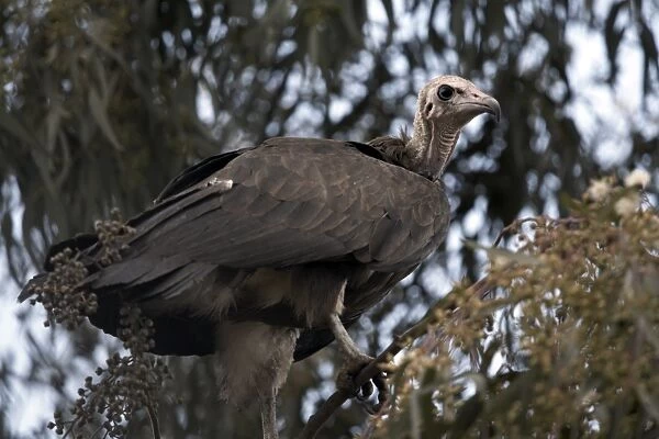 A vulture rests in a tree in the city of Harar, Ethiopia, Africa