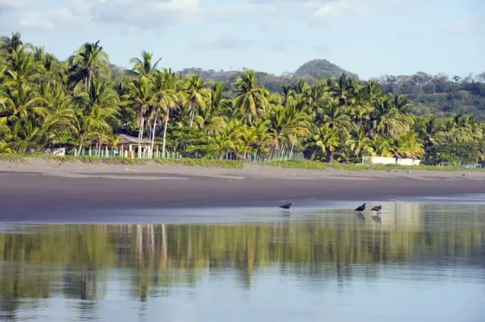 Framed Print : Vultures on the beach at Playa Sihuapilapa, Pacific Coast, El Salvador, Central America Framed Print : Vultures on the beach at Playa Sihuapilapa, Pacific Coast, El Salvador, Central America