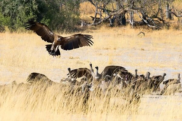 Vultures on a kill, Botswana, Africa