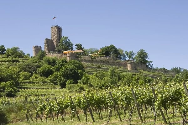 Wachtenburg, Pfalz wine area, Germany, Europe