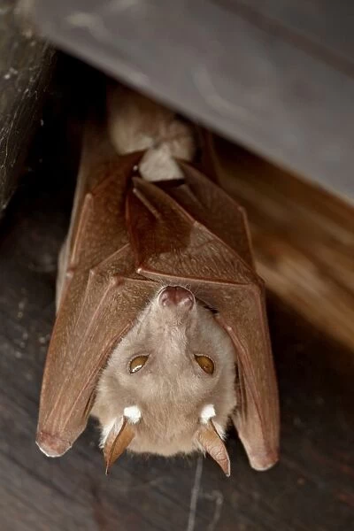 Wahlbergs epauletted fruit bat (Epomophorus wahlbergi) or Peters epauletted fruit bat