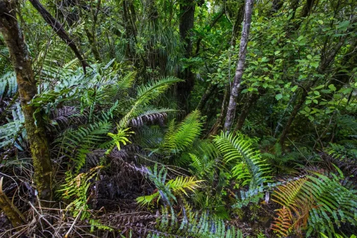 Framed Print : Waipoua Kauri Forest, Northland, North Island, New Zealand, Pacific Framed Print : Waipoua Kauri Forest, Northland, North Island, New Zealand, Pacific