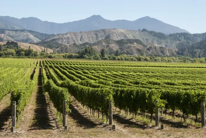Framed Print : Wairau Valley vineyards, Blenheim, South Island, New Zealand, Pacific Framed Print : Wairau Valley vineyards, Blenheim, South Island, New Zealand, Pacific