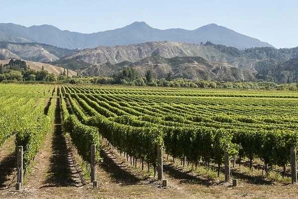 Wairau Valley vineyards, Blenheim, South Island, New Zealand, Pacific