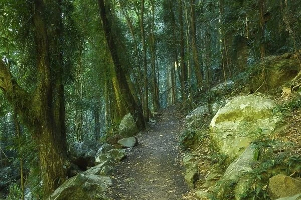 Walking track through Dorrigo National Park, UNESCO World Heritage Site