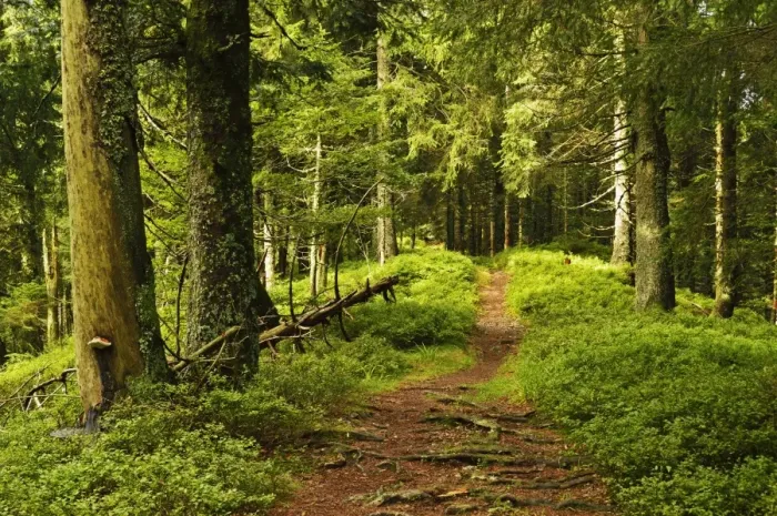 Framed Print : Walking trail, Hochkopf, near Schonau, Black Forest, Baden-Wurttemberg, Germany, Europe Framed Print : Walking trail, Hochkopf, near Schonau, Black Forest, Baden-Wurttemberg, Germany, Europe
