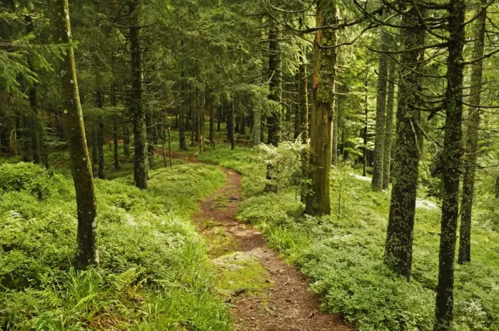 Framed Print : Walking trail, Hochkopf, near Schonau, Black Forest, Baden-Wurttemberg, Germany, Europe Framed Print : Walking trail, Hochkopf, near Schonau, Black Forest, Baden-Wurttemberg, Germany, Europe