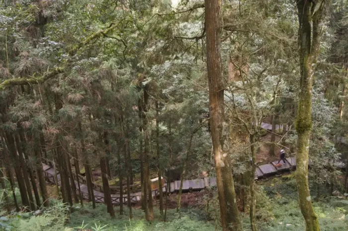 Framed Print : Walkway in cedar forest Framed Print : Walkway in cedar forest