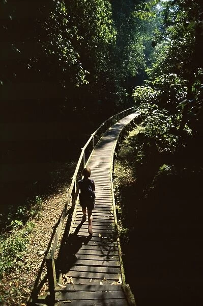 Walkway through rainforest