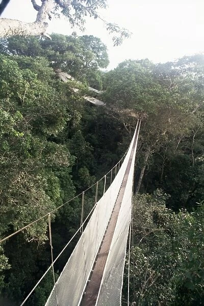 Walkway strung through the treetop canopy of the rainforest