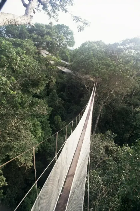 Framed Print : Walkway strung through the treetop canopy of the rainforest Framed Print : Walkway strung through the treetop canopy of the rainforest