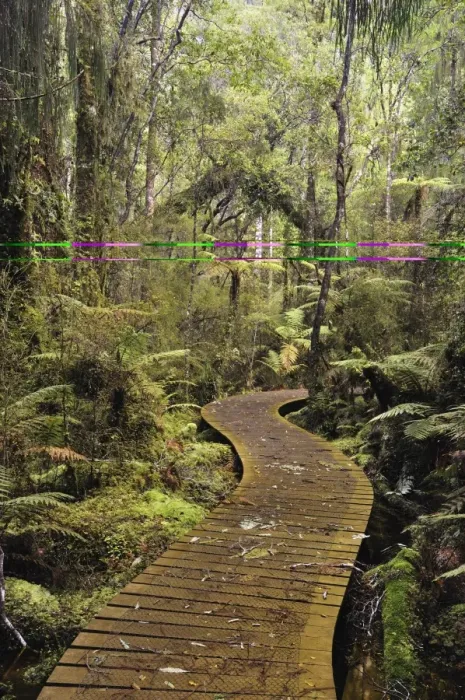 Framed Print : Walkway through Swamp Forest, Ships Creek, West Coast, South Island, New Zealand, Pacific Framed Print : Walkway through Swamp Forest, Ships Creek, West Coast, South Island, New Zealand, Pacific