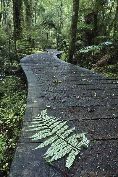 Walkway through Swamp Forest, Ships Creek, West Coast, South Island, New Zealand, Pacific