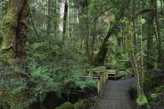 Framed Print : Walkway through temperate rainforest, Mount Field National Park, UNESCO World Heritage Site Framed Print : Walkway through temperate rainforest, Mount Field National Park, UNESCO World Heritage Site