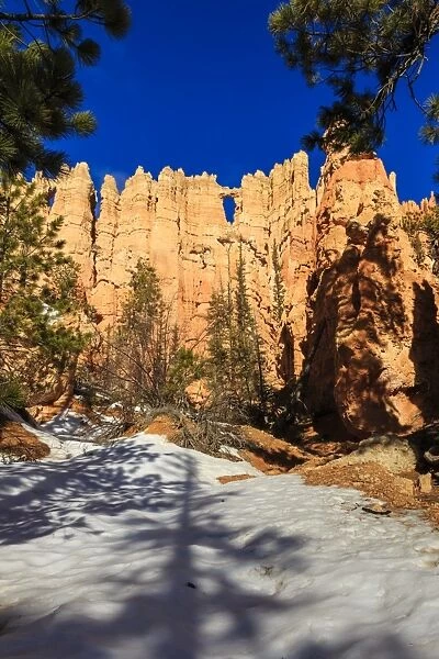 Wall of Windows from base in early morning sun, snow and pine trees, Peekaboo Loop Trail, Bryce Canyon National Park, Utah, United States of America, North America