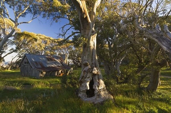 Wallaces Hut, Bogong High Plains, Apline National Park, Victoria, Australia, Pacific