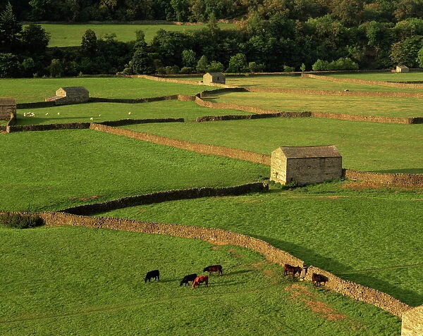 Walled fields and barn near Gunnister, Yorkshire Dales National Park, Yorkshire