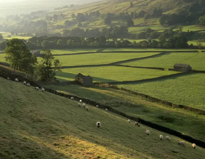 Framed Print : Walled fields and barns near Gunnister, Swaledale, Yorkshire Dales National Park Framed Print : Walled fields and barns near Gunnister, Swaledale, Yorkshire Dales National Park