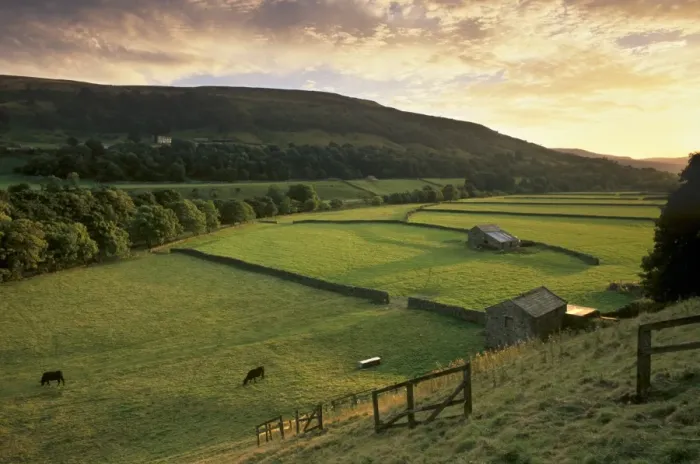 Framed Print : Walled fields and barns near Gunnister, Swaledale, Yorkshire Dales National Park Framed Print : Walled fields and barns near Gunnister, Swaledale, Yorkshire Dales National Park