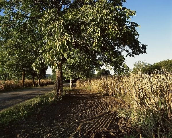 Walnut tree and corn, Dordogne, Aquitaine, France, Europe